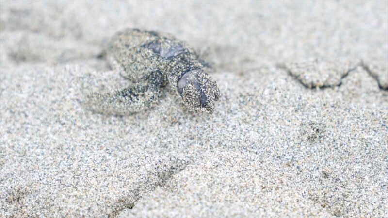 wild baby sea turtle hatching on the beaches of Costa rica - Must see things in Costa Rica