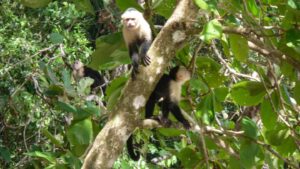 3 capuchin Monkeys in a tree inside of Manuel Antonio National Park in costa Rica - Must Visit paces