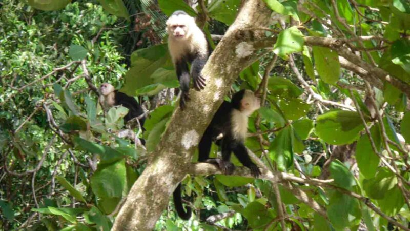 3 capuchin Monkeys in a tree inside of Manuel Antonio National Park in costa Rica - Must Visit paces