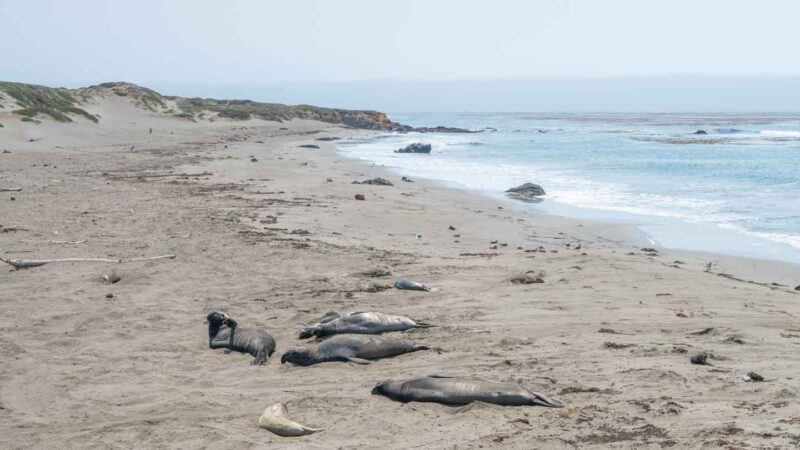 Elephant Seals on the beach at Piedras Blancas right off of HWY 1 
