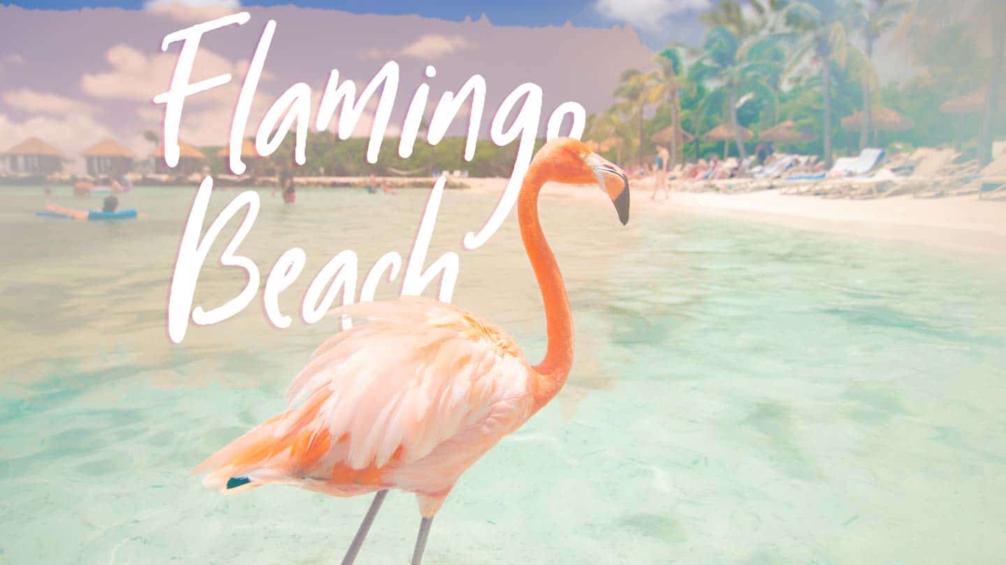 Flamingo Bird Beach