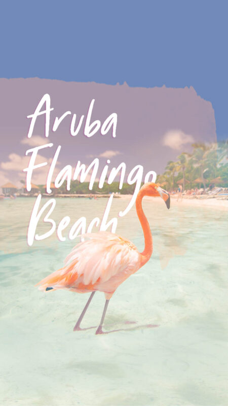 Pink Flamingo on Flamingo Beach in Aruba