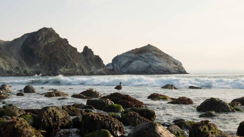 Bird on the rocks at Willow Creek California HWY 1