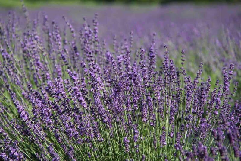 Lavender Field in Washington Island Door County