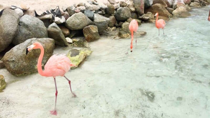 Flamingos in Aruba walking in the water