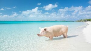 Swimming pigs in the Bahamas - Caribbean Islands Top picks