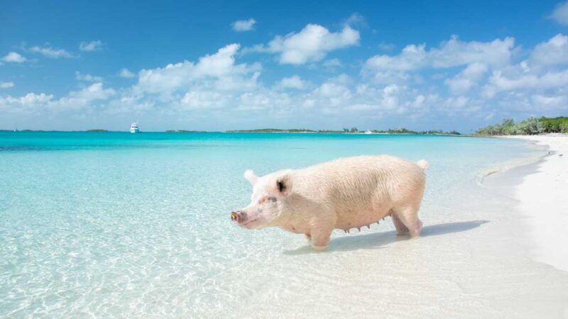 Swimming pigs in the Bahamas - Caribbean Islands Top picks