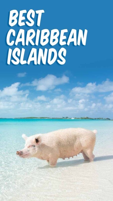 pinterst pin for best caribbean islands - photo of pigs in the bahamas swimming