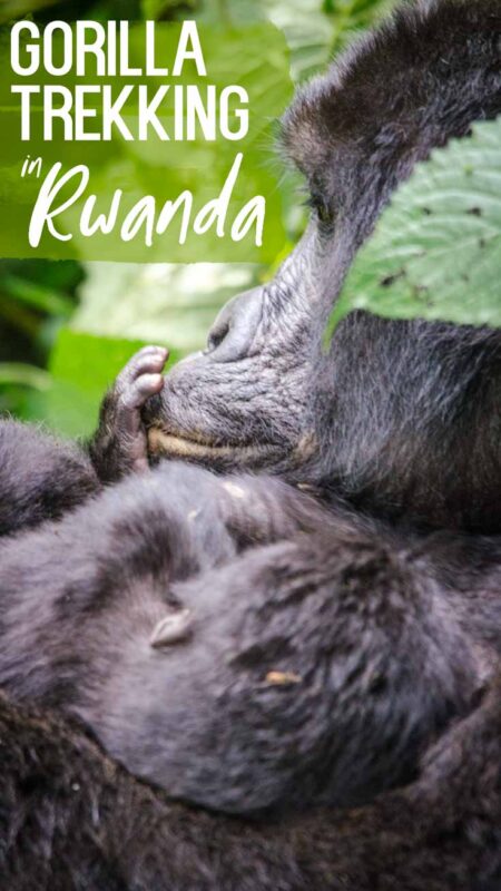 mother and baby gorilla - featured pinterest pin for Gorilla Trekking in Rwanda