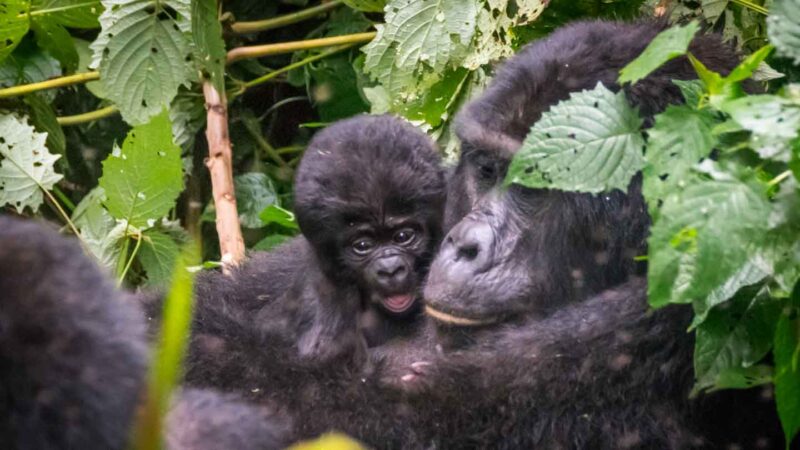mother and baby gorilla - seen while trekking in Rwanda