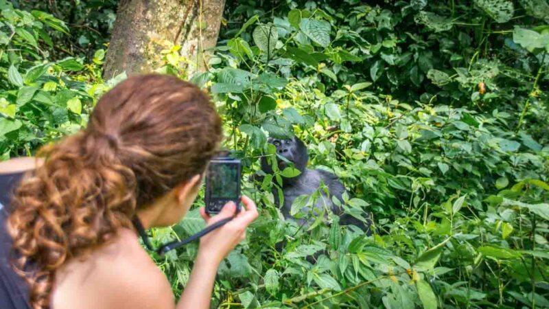 woman taking a picture of a gorilla just a few feet in front of her on a gorilla trekking tour in Rwanda