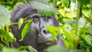 Male gorilla watches ourr trekking group while we take pictures in Rwanda