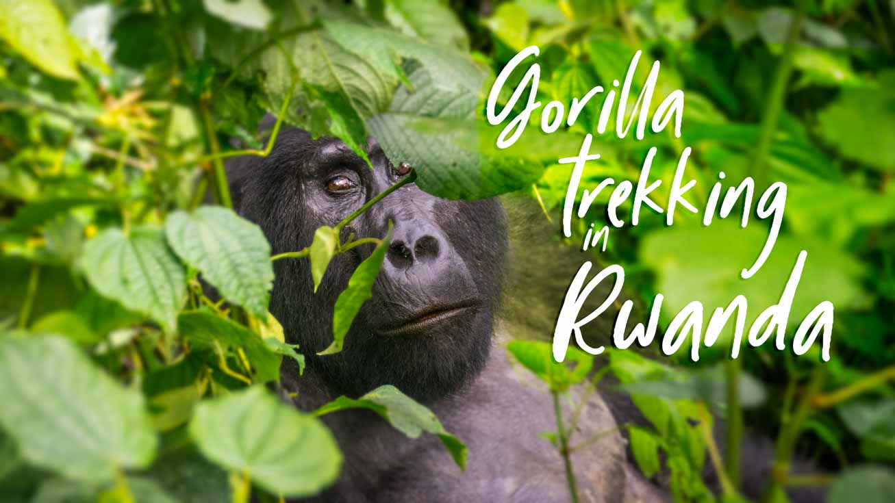 featured image for gorilla trekking in Rwanda - Male silverback in the forest
