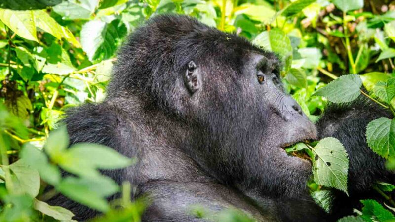 Male gorilla in rwanda eating leaves in the jungle - Gorilla trekking tour