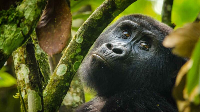 female gorilla looking at the camera during a gorilla trekking tour