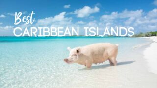 featured image for best caribbean islands - photo from the Bahamas swimming pigs