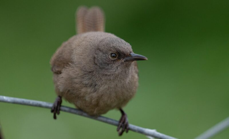 Carcass Island Cobbs Wren Falkland Islands Itinerary