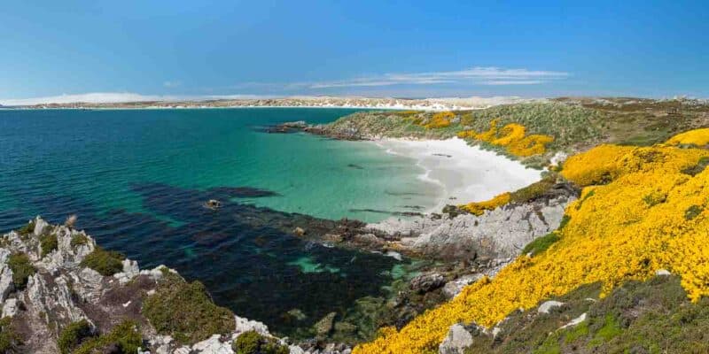 Gypsy Cove Falkland Islands