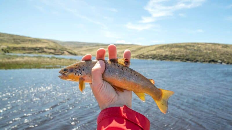 Port Howard Fishing Trip Two weeks in the Falkland Islands Itinerary