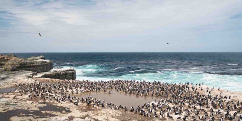 Sea Lion Island Cormorants Falkland Islands