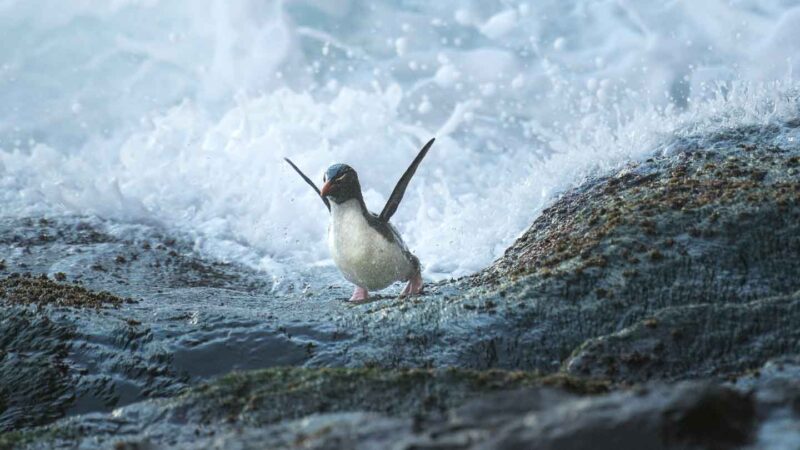 Sea Lion Island Rock hopper Falkland Islands