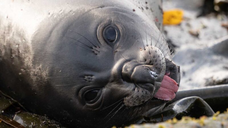 Sea Lion Island Seal Pups Falkland Islands 2