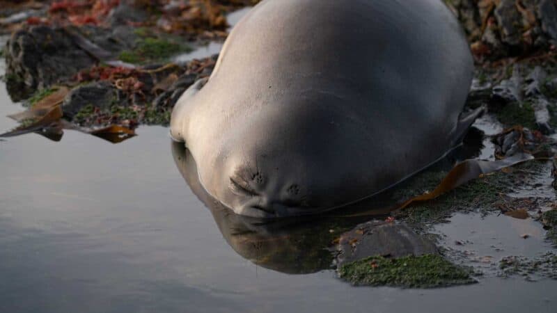 Sea Lion Island Seal Pups Falkland Islands 3