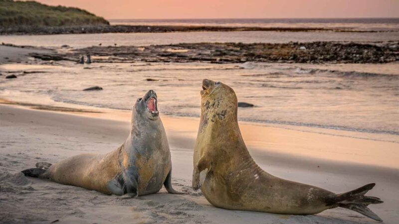 Sea Lion Island sunset elephant seal fight Falkland Islands
