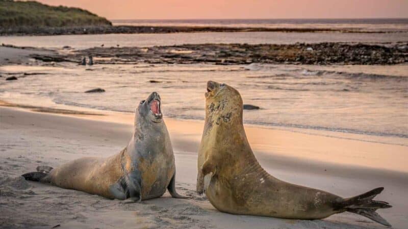 Sea Lion Island sunset elephant seal fight Falkland Islands