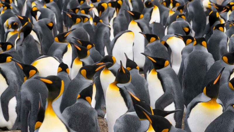 Volunteer Point King Penguin rookery Falkland Islands