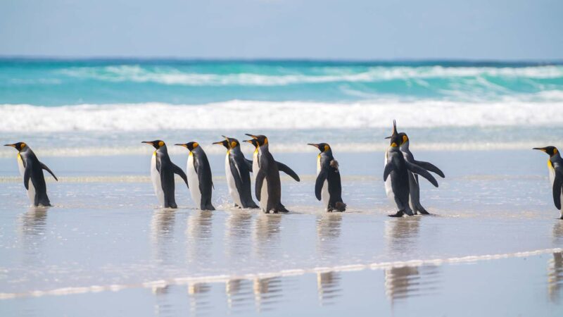 Volunteer Point King Penguins Falkland Islands