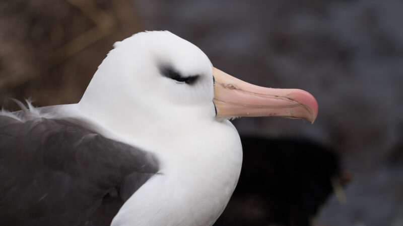 West Point Albatross Falkland Islands