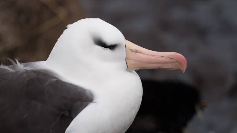 falkland islands travel guide