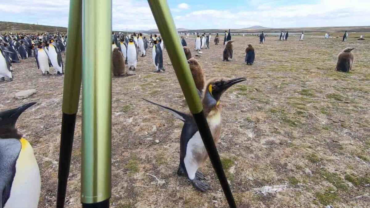Visiting The Kings Of The Falkland Islands - Volunteer Point Day Trip