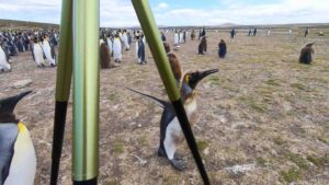 penguin near a tripod at Volunteer Point FI