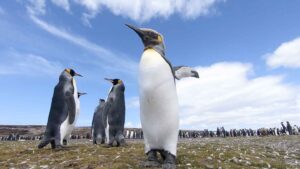 One young penguin and several adult penguins standing during a blue sky day at Volunteer Point Falkland Islands