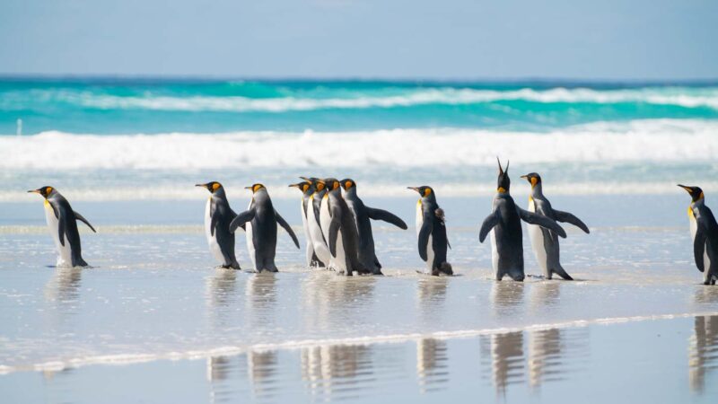 Group of King Penguins walking into turquoise waters at Volunteer Point in the Falklands