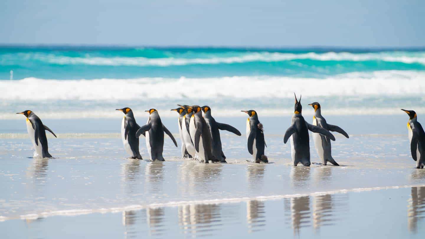 King Penguins on the beach at Volunteer Point - Falkland Islands-2 ...