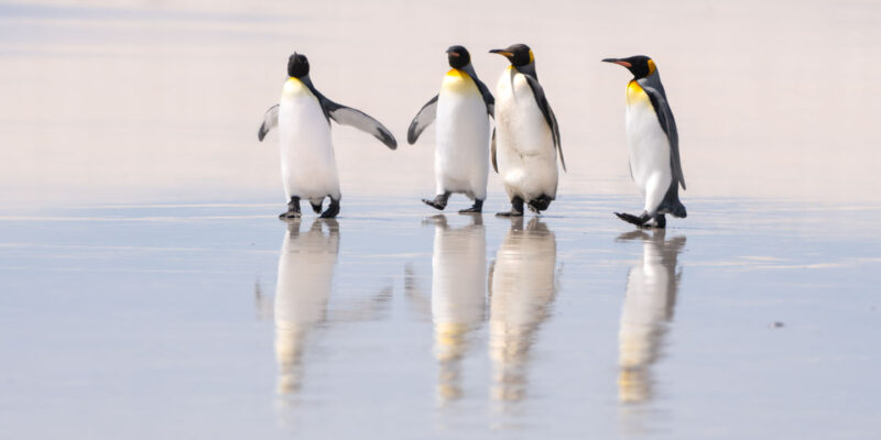 The beach at Volunteer point with a group of four King Penguins walking with their reflection in a think layer of water