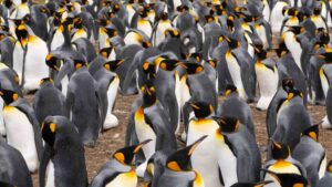 King Penguin (black, white, and yellow in color) Rookery at Volunteer Point in the Falklands Islands