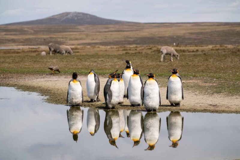 King Penguins standing in front of a still pond at Volunteer Point - Falkland Islands 