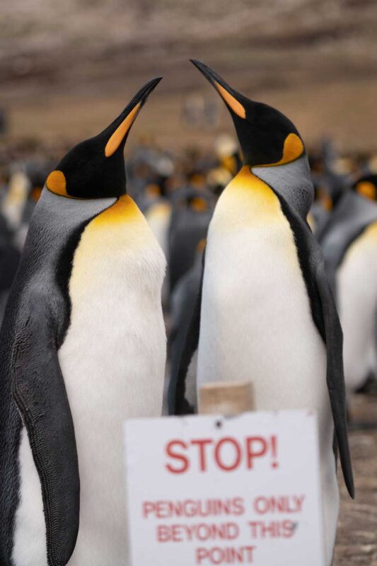 Two adult king penguins stand behind a sign "Stop! Penguins only beyond this point" placed to protect the penguins at volunteer point