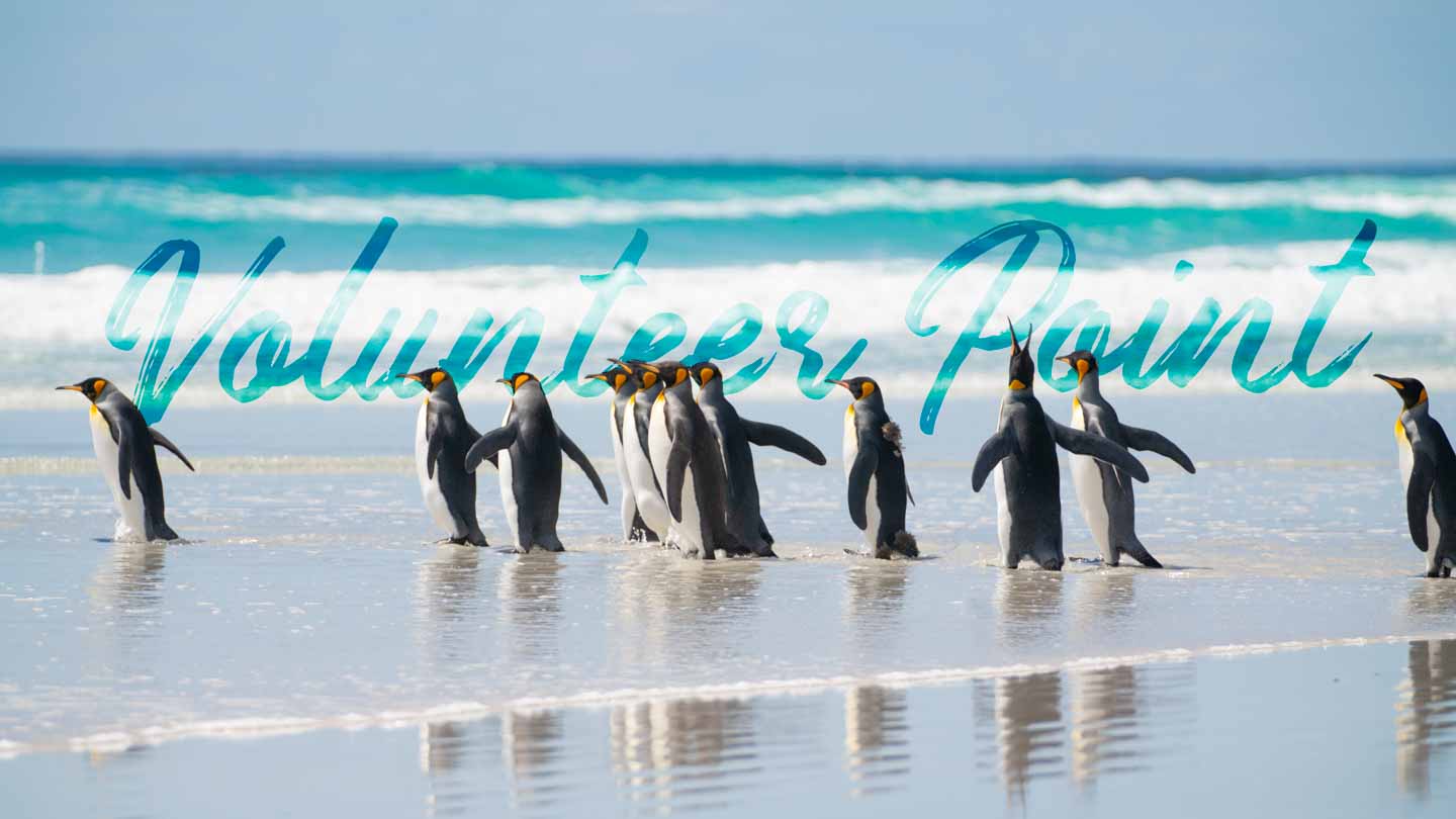 feature image for Volunteer Point Falkland islands Day Trip to see King Penguins on the beach