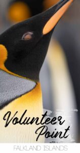 pinterest pin for Volunteer Point Falkland Islands - Close up of a King Penguin