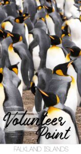 Pin for Volunteer Point in the Falkland Islands - Penguin Rookery photo