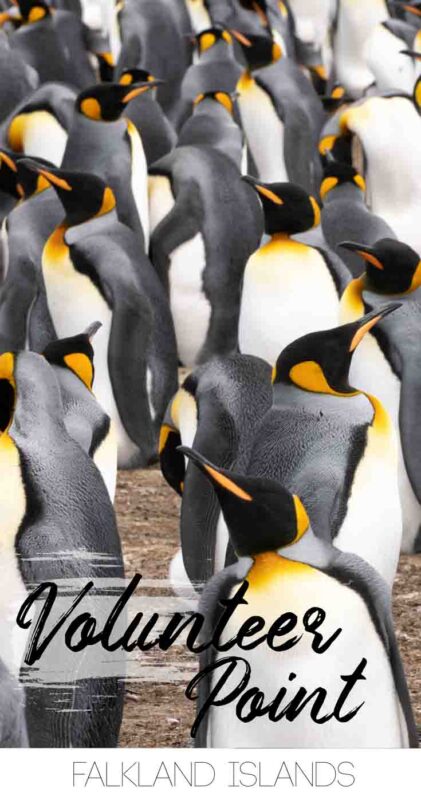 Pin for Volunteer Point in the Falkland Islands - Penguin Rookery photo