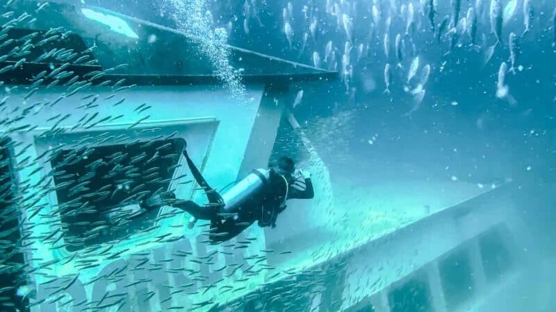 diver swimming near El Dorado Artificial Reef - Panama City Diving