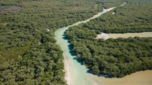large green strech of mangroves on Isla Holbox - East of the town of Holbox