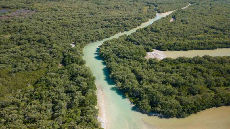 Gran tramo verde de manglares en Isla Holbox - Al este de la ciudad de Holbox