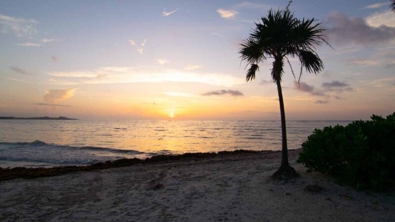 palms tree on the beach at sunset - things to do in Cozumel Mexico